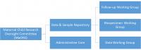 Graphic showing that the "Maternal Child Research Oversight Committtee (MaCRO)" branches into the "Data & Sample Repository" and "Administrative Core", which branches into "Follow-up Working Group," "Biospecimen Working Group," and "Data Working Group"